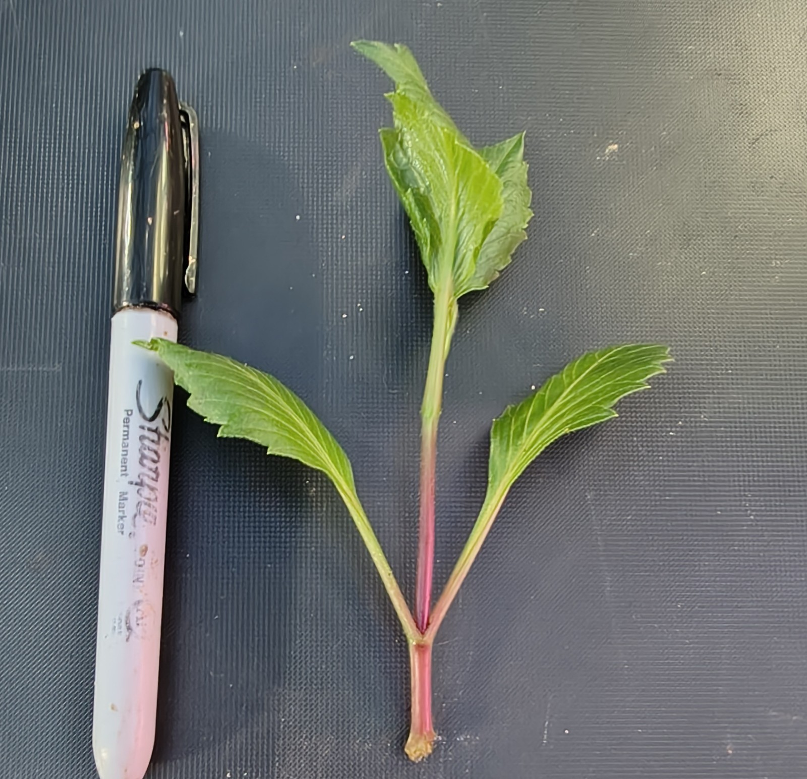 10 Unrooted Dahlia Cuttings