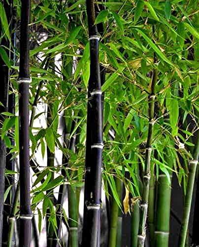 Rare Black Bamboo Seeds for Planting – 50+ Seeds – Grow Black Bamboo, Privacy