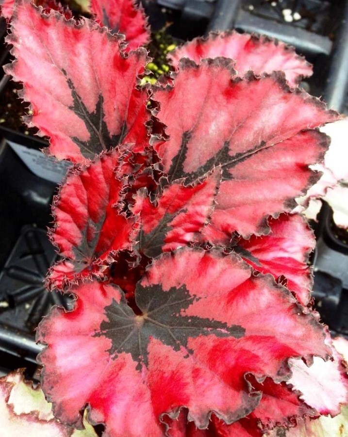 Begonia Red Robin Live Plant – 4-6″ Tall – Ship No Pot – Deep Red Variegated