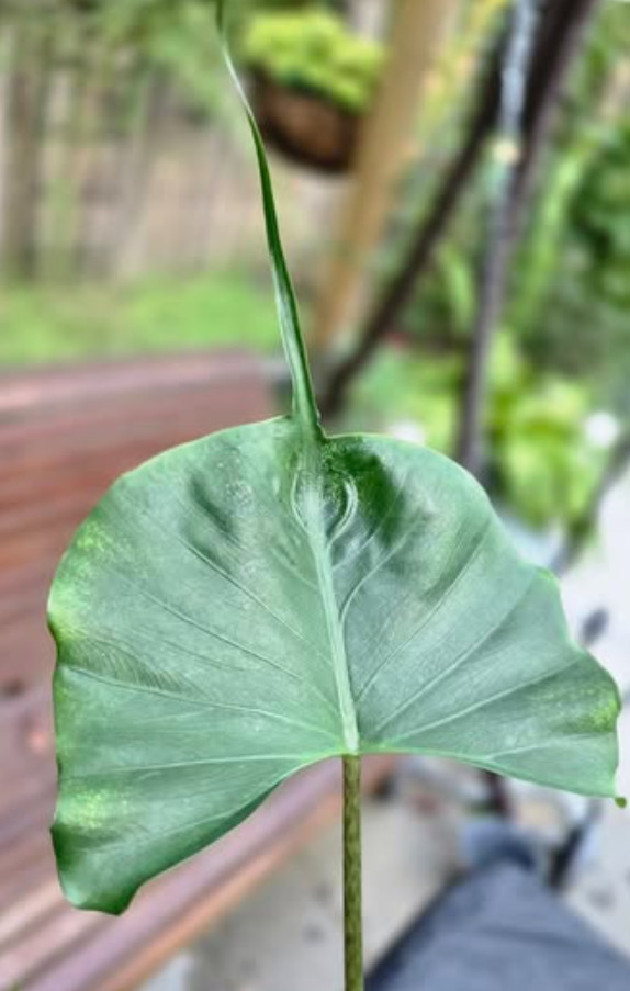 Live Alocasia Stingray Plant, 6” Pot, Shipped No Pot, Semi-Dormant Fall–Spring