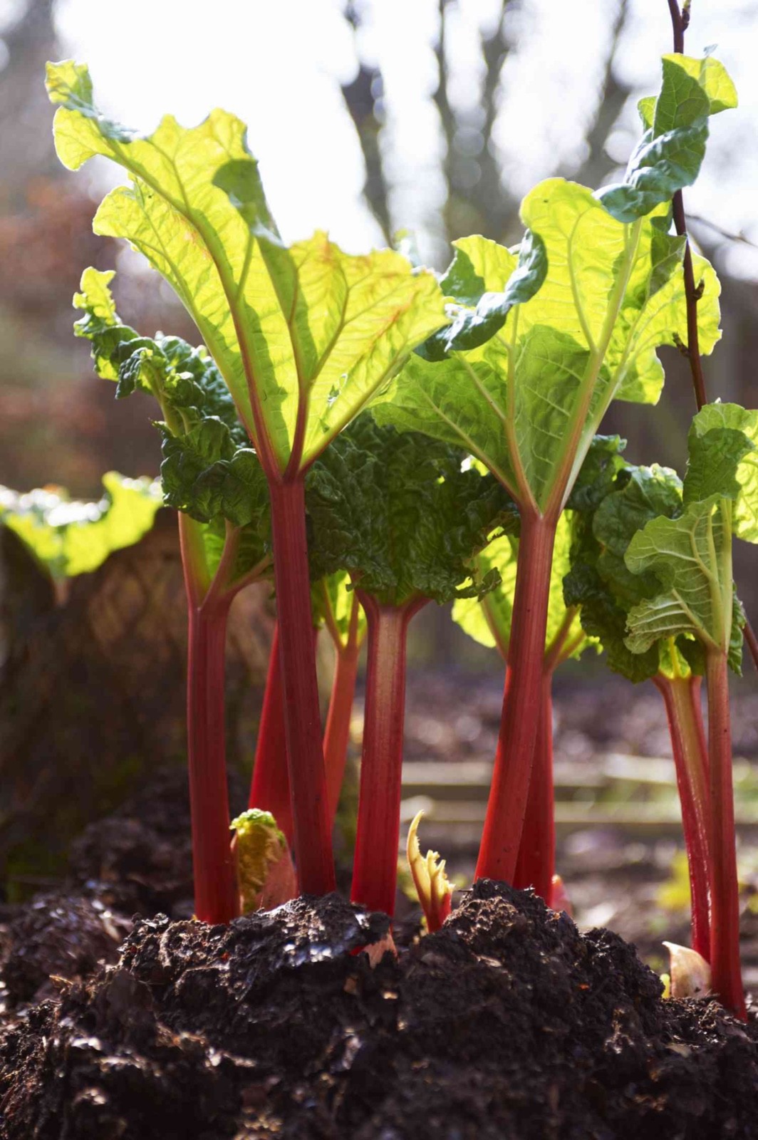 1 Victoria Rhubarb Bare Root -Rheum rhabarbarum