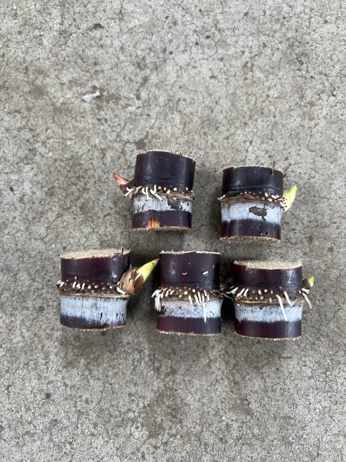 5pcs Purple Sugarcane Cutting Sweet And Juicy Ready To Plant