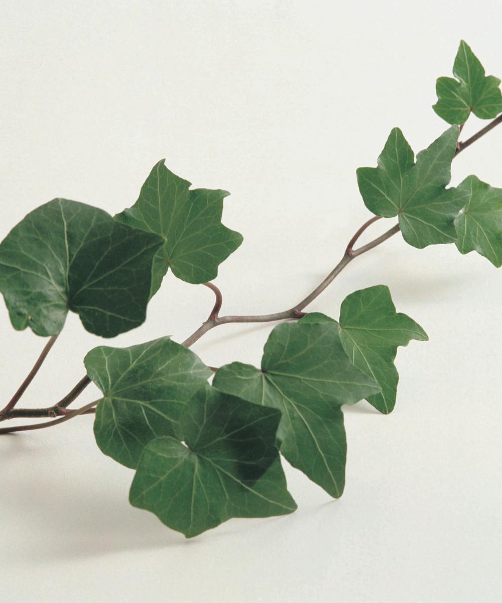 10 Live English Ivy cuttings w/roots ready to plant 6-10’´