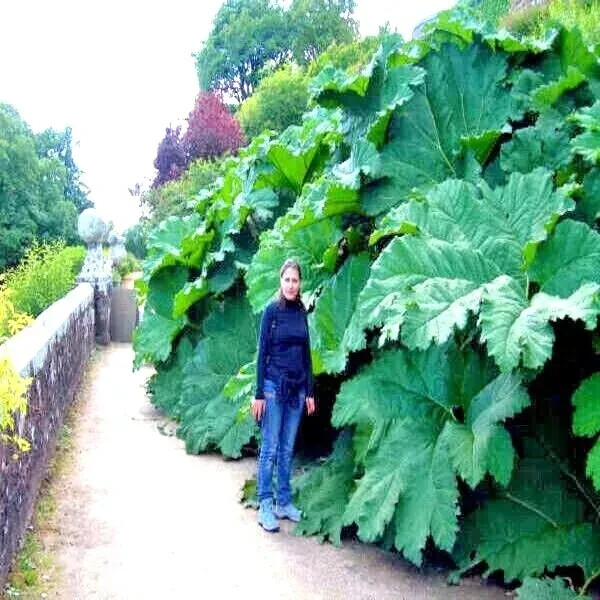 5 Gunnera Manicata Seeds