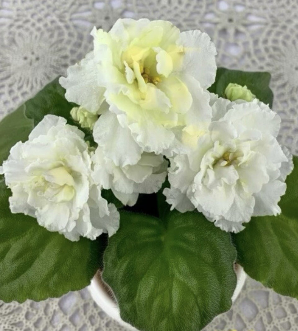 African Violet KZ Zolotye Shary/golden Balloons Starter