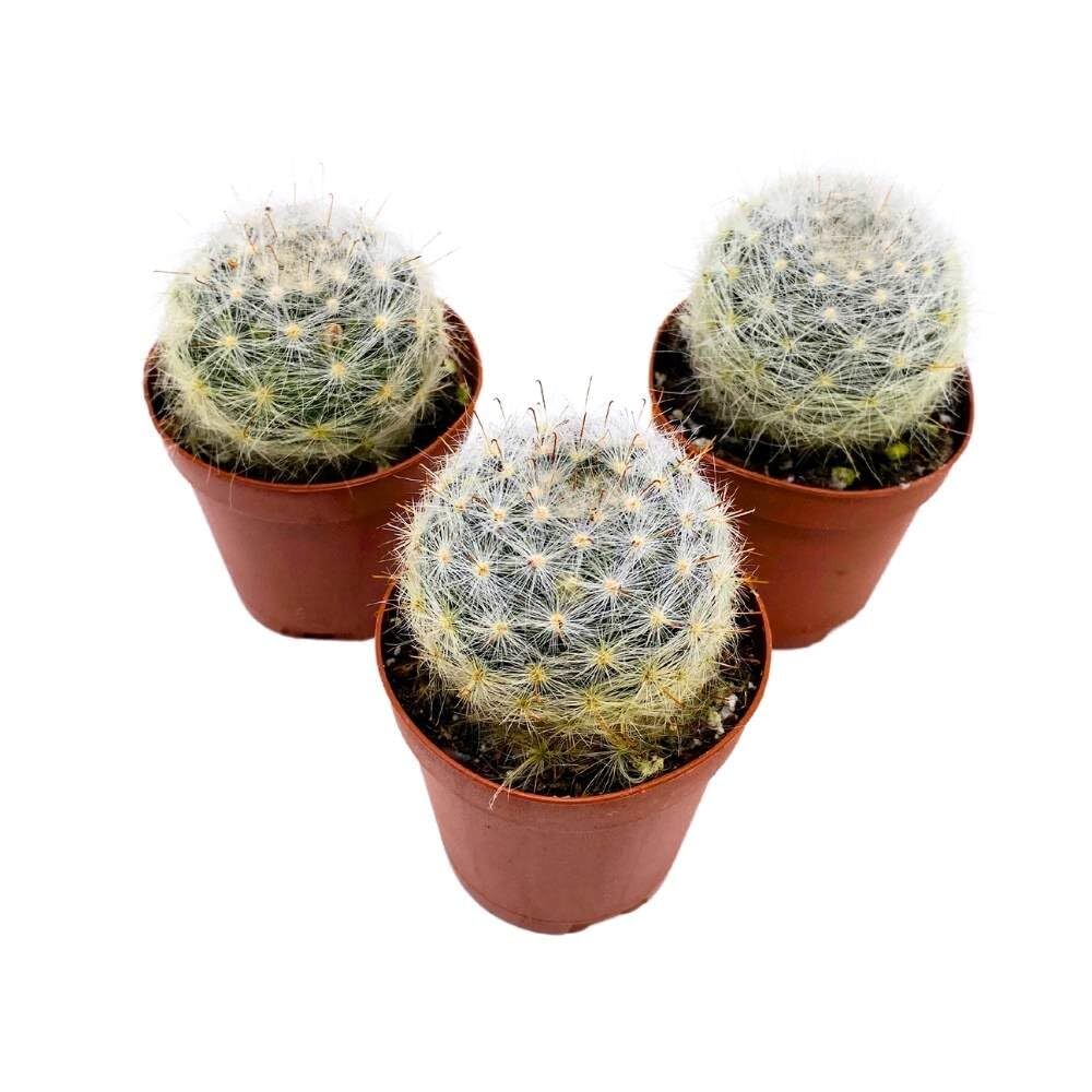 Powder Puff Cactus 2 inch Set of 3 Mammillaria bocasana White Yellow Crown of Fl