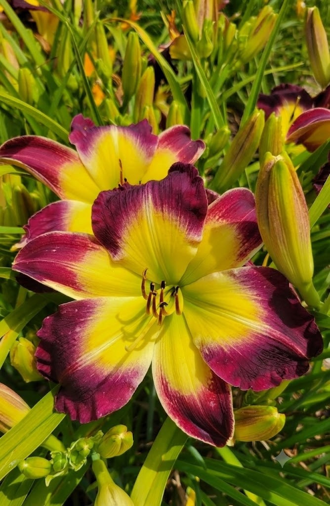 Daylily ‘Laura Harwood’ Vivid Deep Purple 7″ Fragrant Blooms, 23″ Flower Scapes