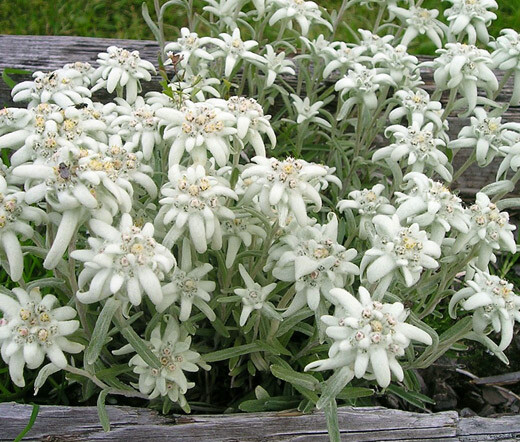 EDELWEISS Leontopodium Alpinum – 2,750 Bulk Seeds