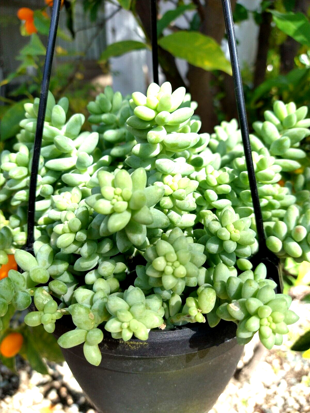 Lot= 8 Donkey’s / Burro’s tail succulent cuttings 3-4 ” from mature plants