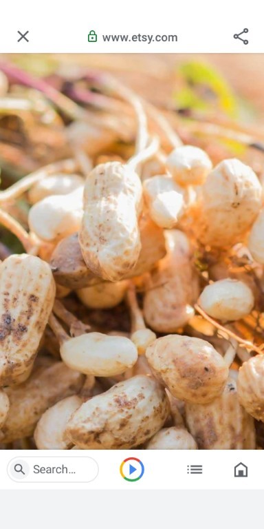 valencia peanuts for planting 100 seeds