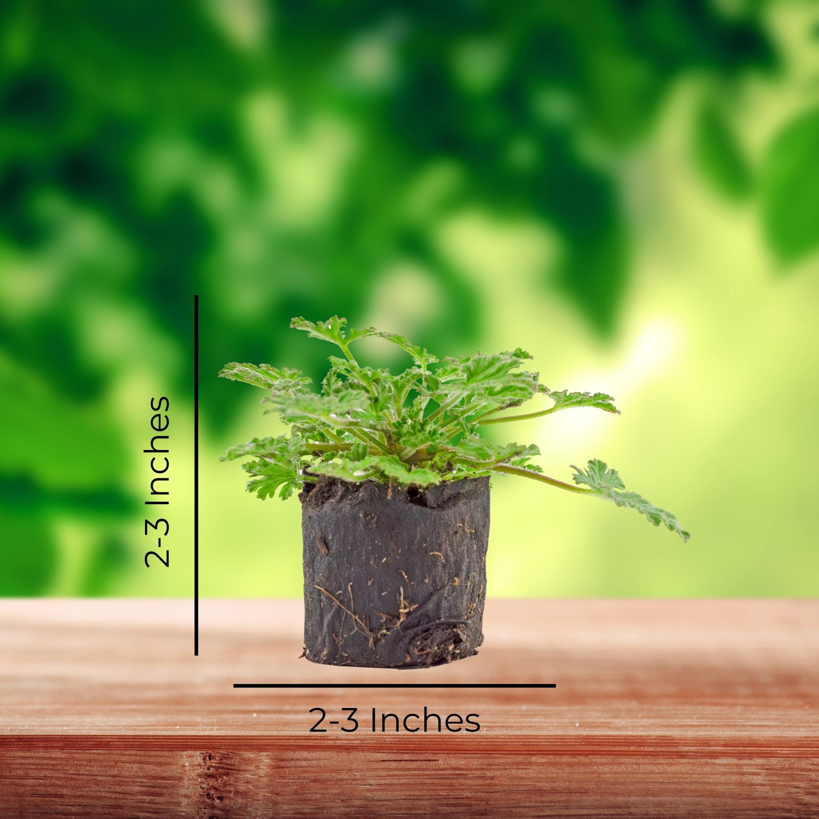 Live Citronella Geranium Plant Plugs, Pelargonium Citrosum Seedlings