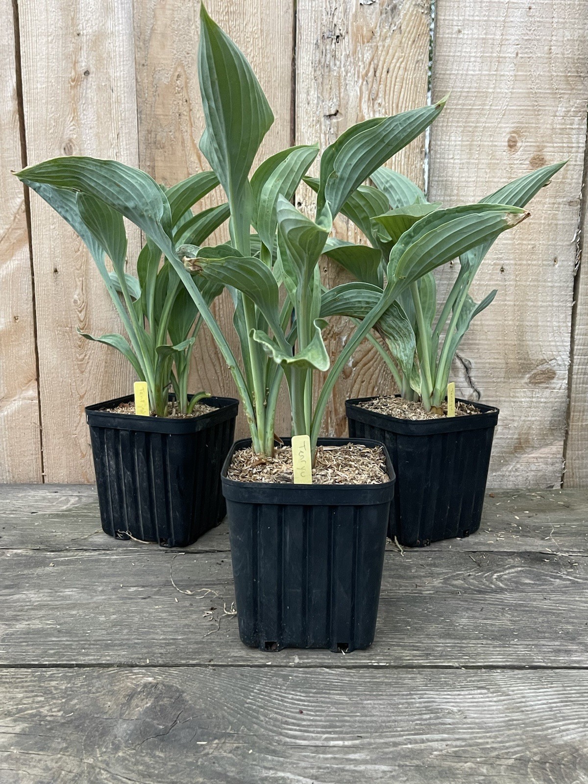 Potted Hosta ‘Tenryu’ Plant 1gal. UPRIGHT Powder Steel Blue Thick Substance