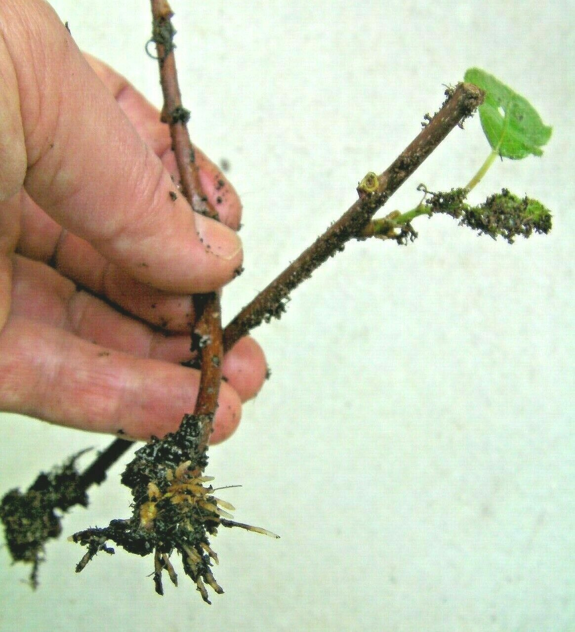 10+5 cuttings Golden Forsythia Gold, hardy bush, ornamental, privacy hedge