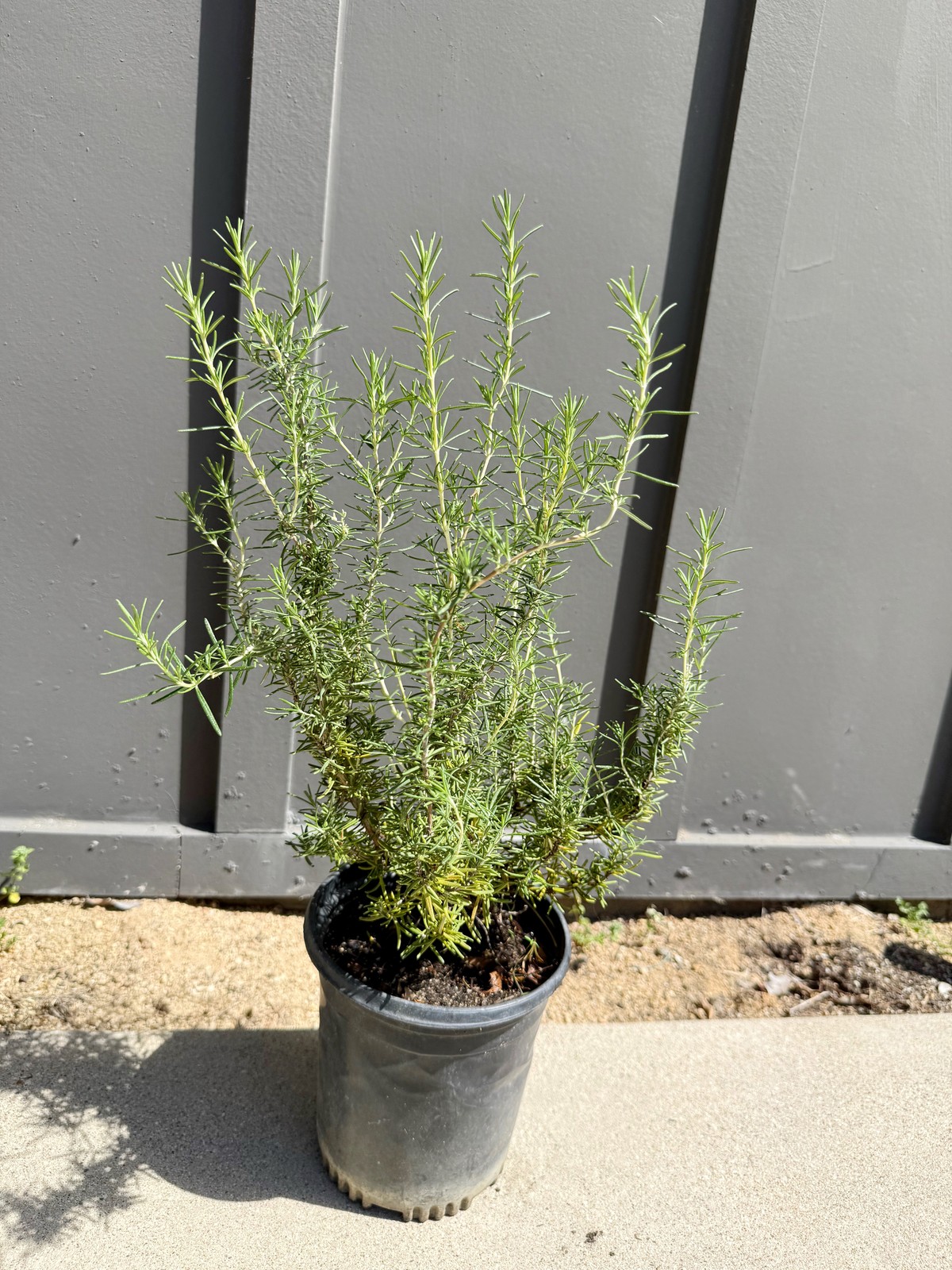 Rosemary Plant, 1 Gallon Pot, Fragrant Culinary Herb, Edible Herb Garden Plant
