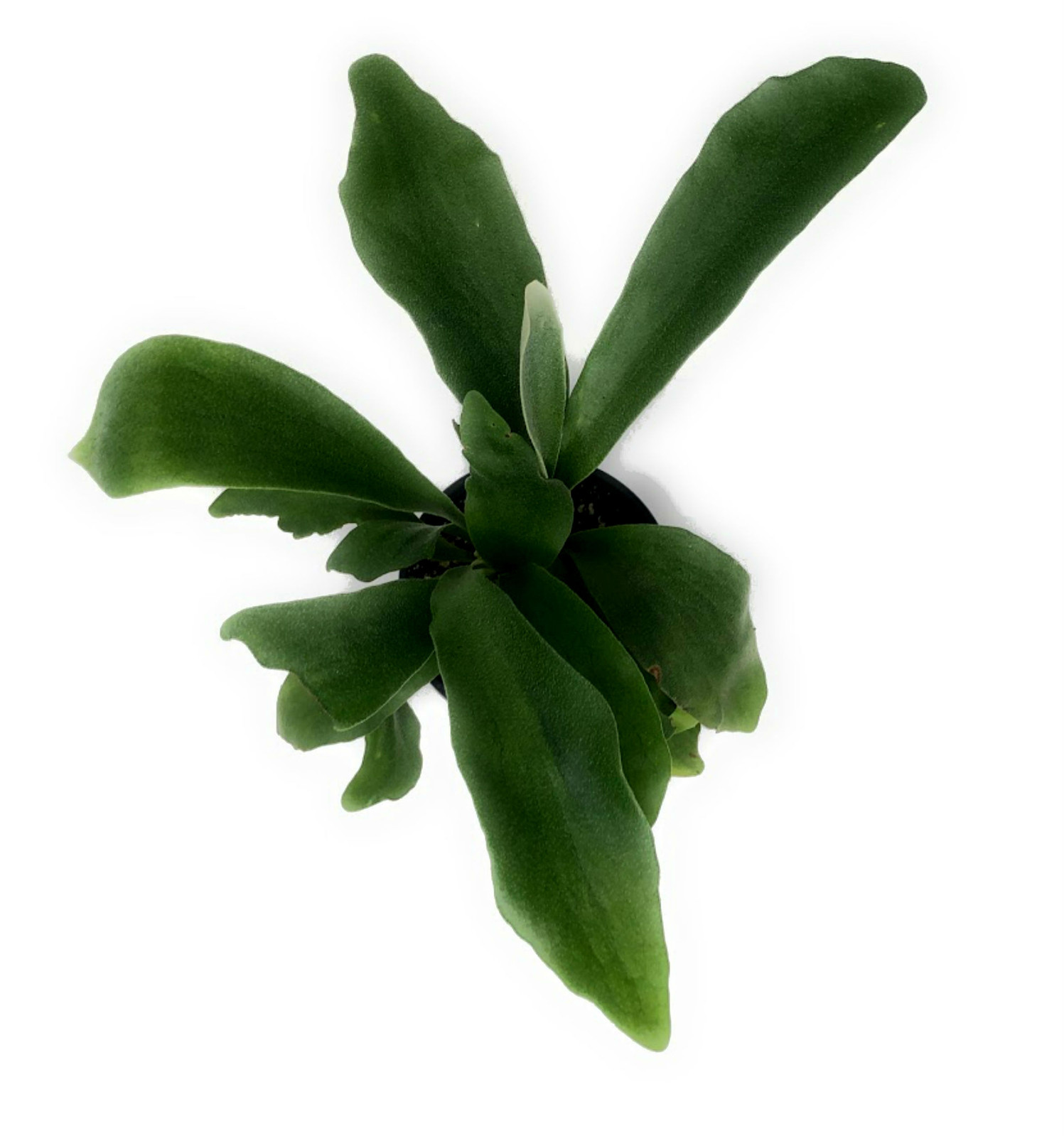 FlowerPotNursery Staghorn Fern Platycerium bifurcatum 4″ Pot