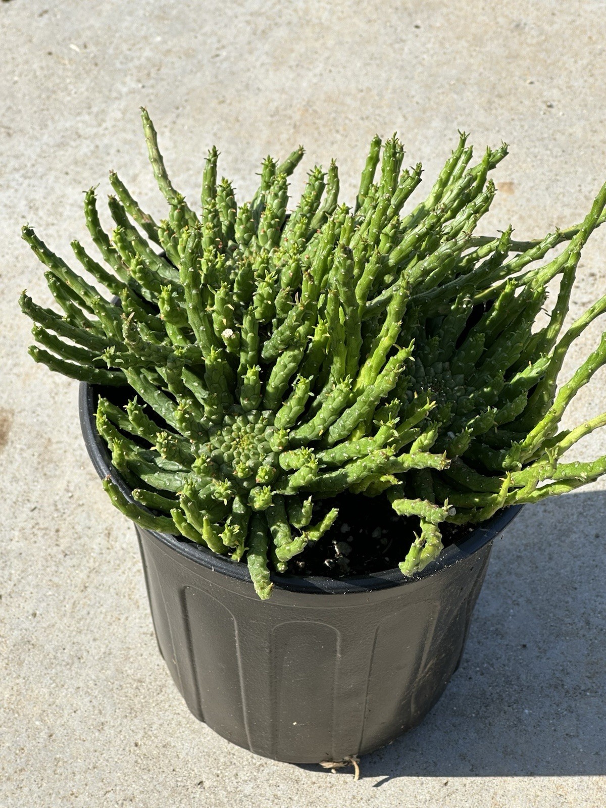 1 Gallon Large Euphorbia flanaganii Medusa’s Head Succulent 3+ Main Heads