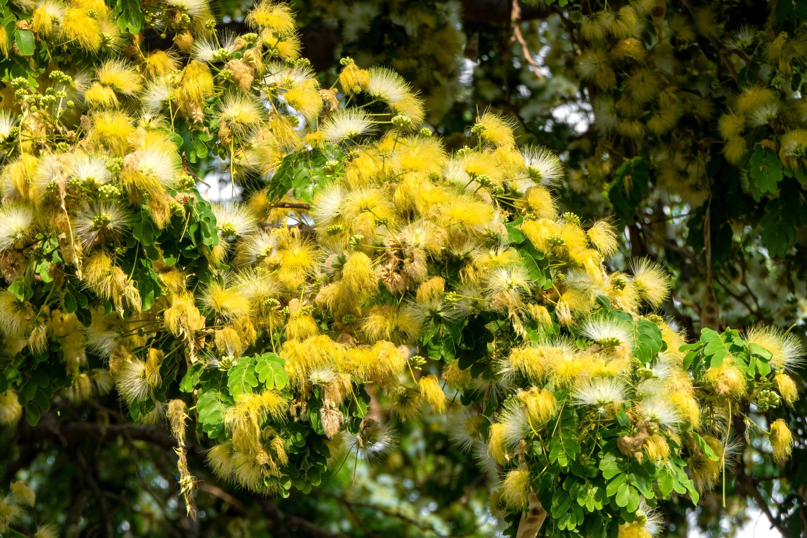 20 WOMAN’S TONGUE TREE White Mimosa Nectar Flower Albizia Lebbeck Legume Seeds