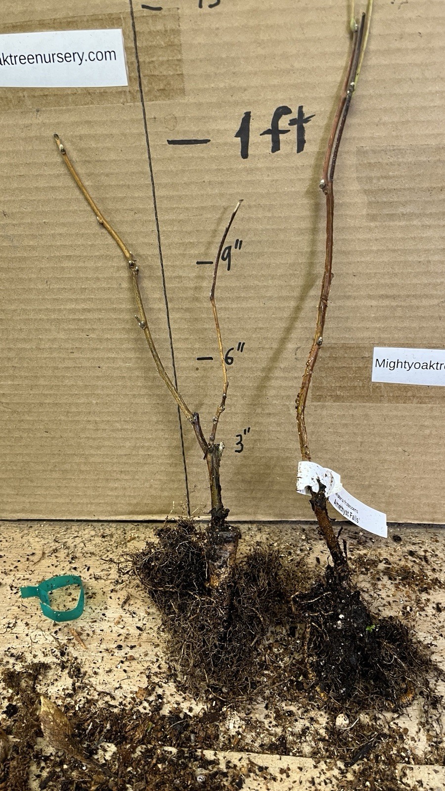 Wisteria frutescens ‘Amethyst Falls’, grafted 1 year old plant