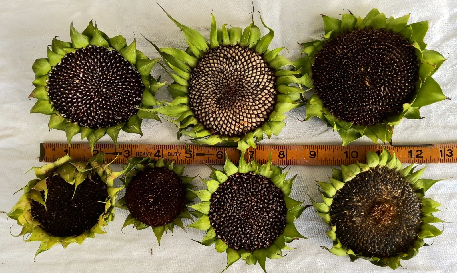 Lot of 12 Dried Sunflower Heads 1″-2″ for Pets Birds Crafts Etc Pesticide Free