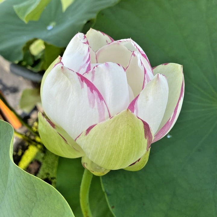 5 PURPLE LIP LOTUS SEEDS – Nelumbo Nucifera