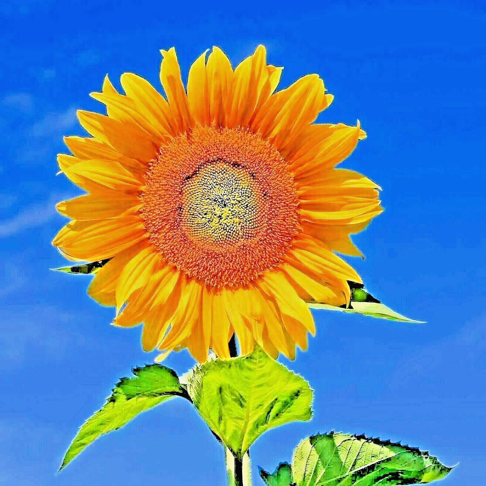 50+ RARE TAIYO SUNFLOWER SEEDS PLANTING ORGANIC TALL FLOWERS HEIRLOOM NON-GMO US