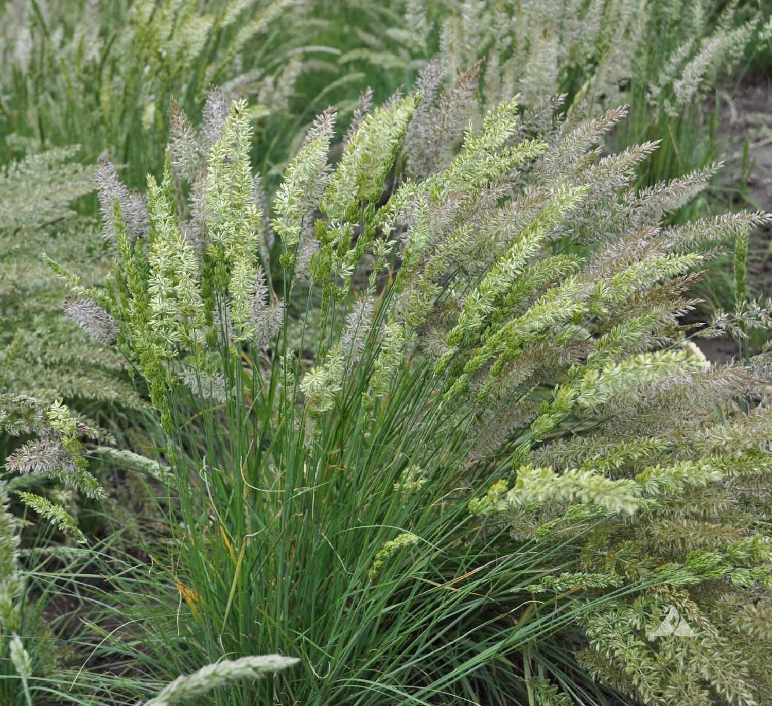 1000 Prairie Junegrass Grass Seeds Koeleria macrantha