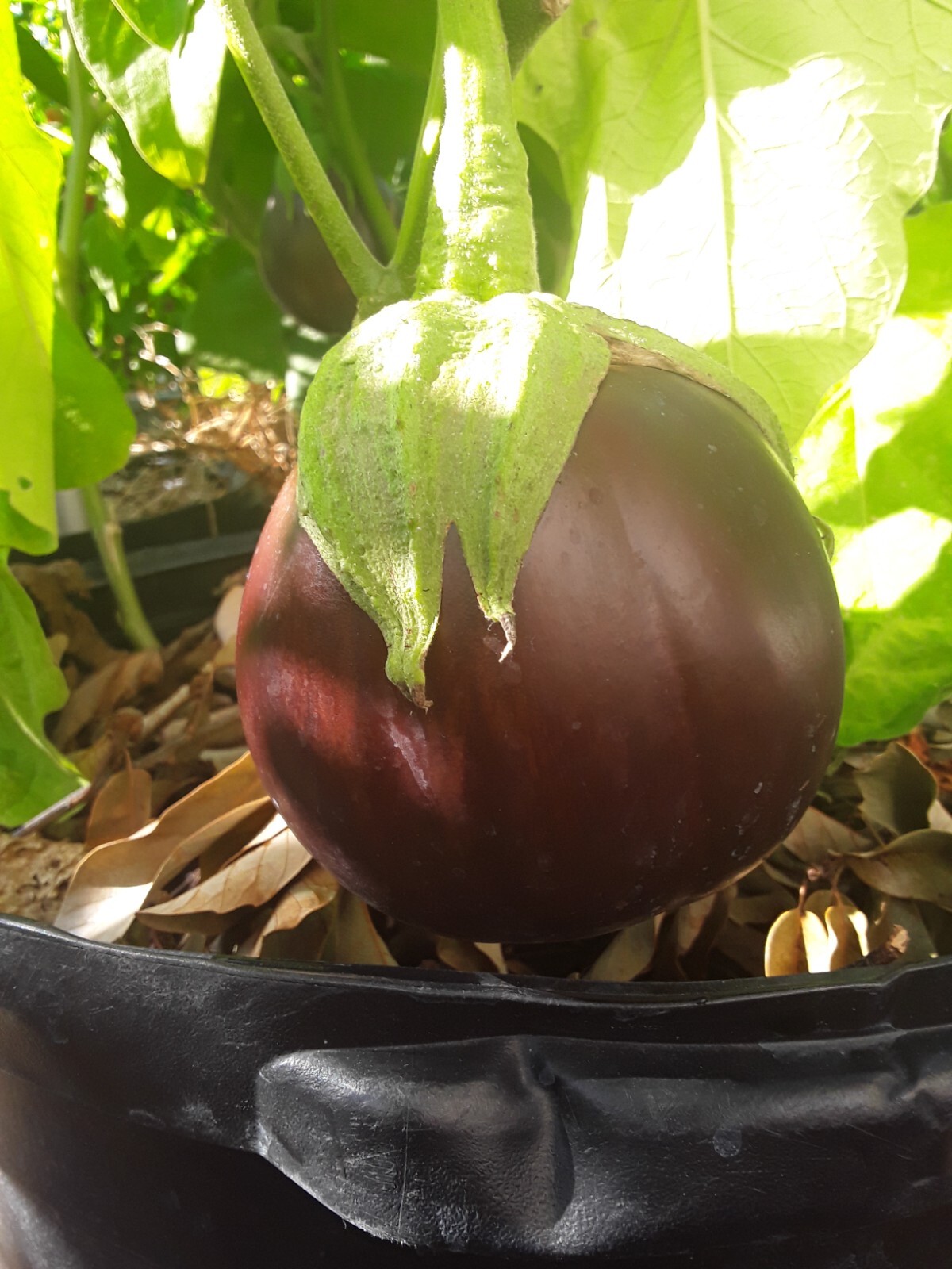 50 Aswad Eggplant Seeds Heirloom Organic Large Fruits
