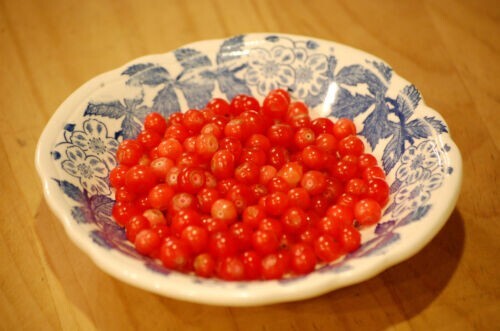 Huckleberry Bush Red Seeds (Vaccinium parvifolium) 5+Seeds