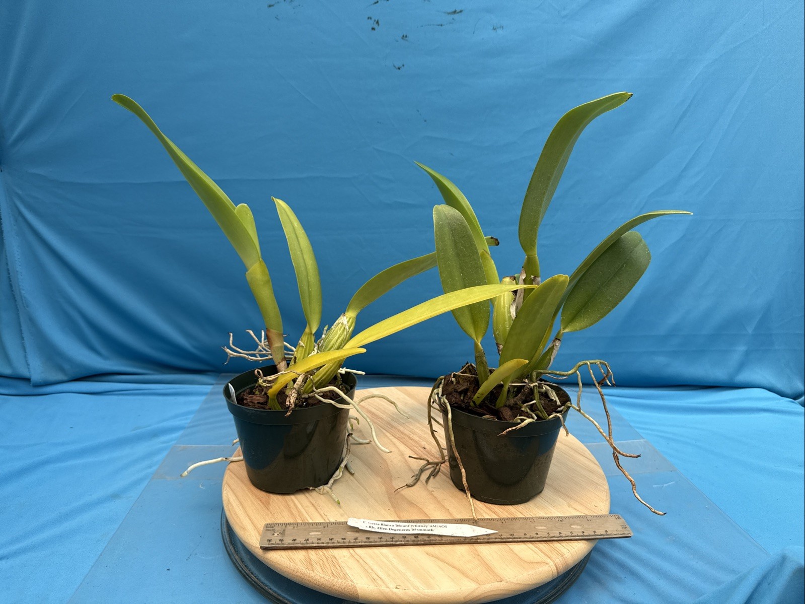 Cattleya Sierra Blanca ‘Mt Whitney’ X Rlc Ellen Degeneres NBS Orchid Eros 5” Pt