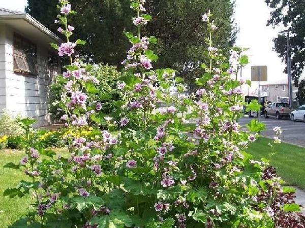 Malva sylvestris ‘Zebrina’ | French Mallow | Malva | 20 Seeds