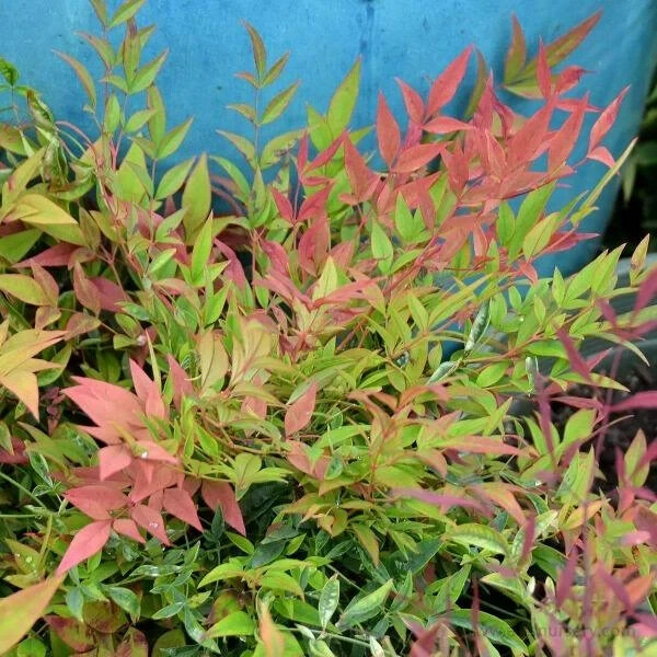 HARBOR DWARF NANDINA 4″ pot