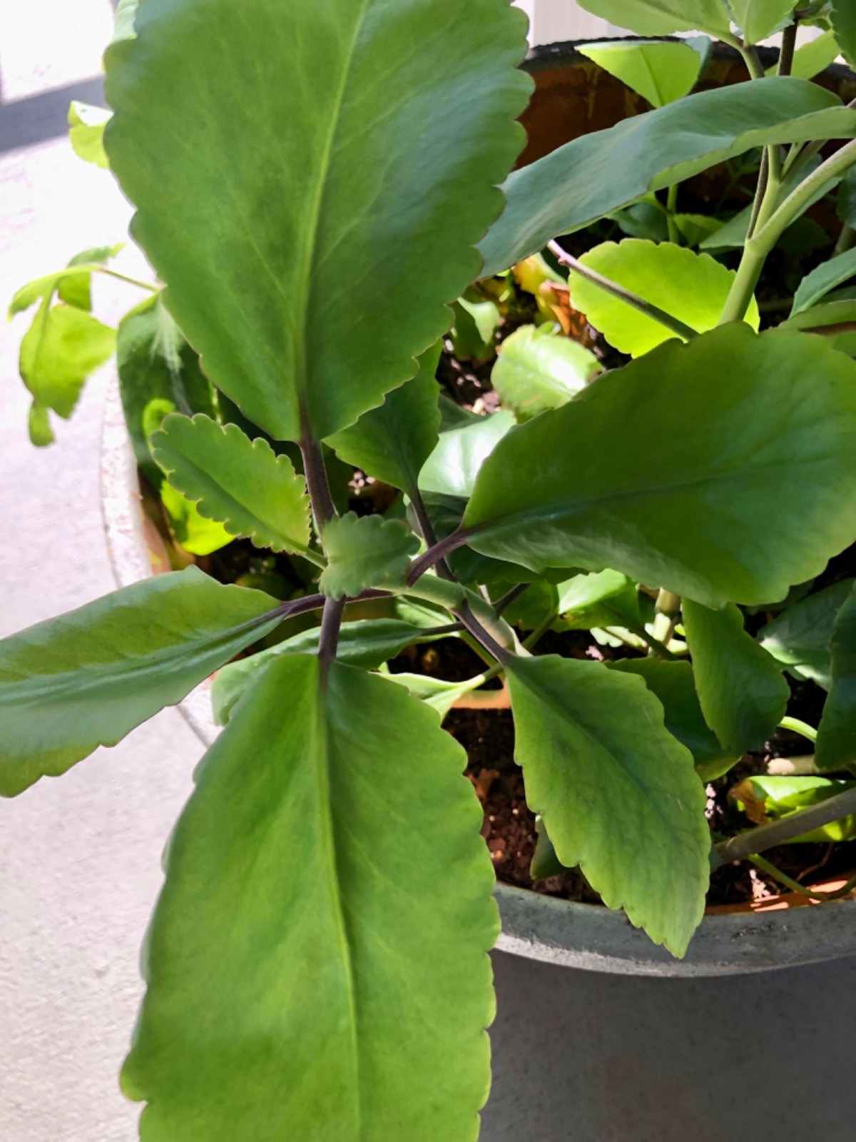 Wonder of the world plant ( Kalanchoe Pinnata ) miracle leaf