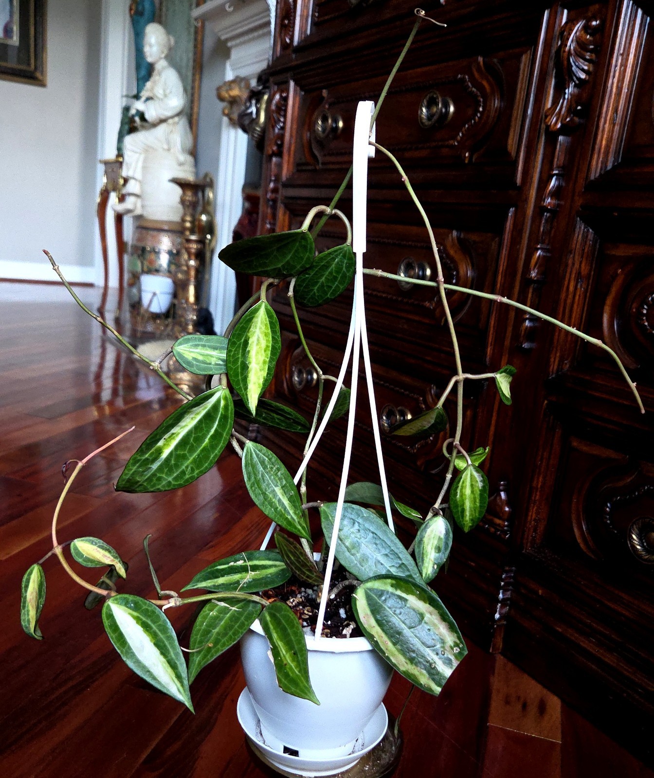Rare Reverse Variegated Hoya Latifolia 24″ Tall Not Monstera Philodendron Aroid