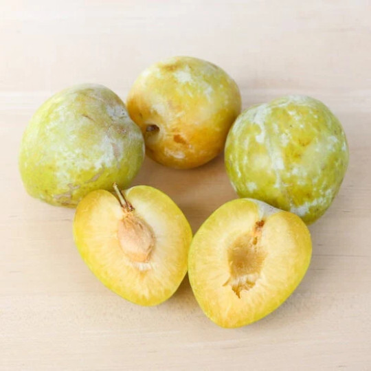 Emerald Pluot scions/cuttings  (Plum x Apricot hybrid) 