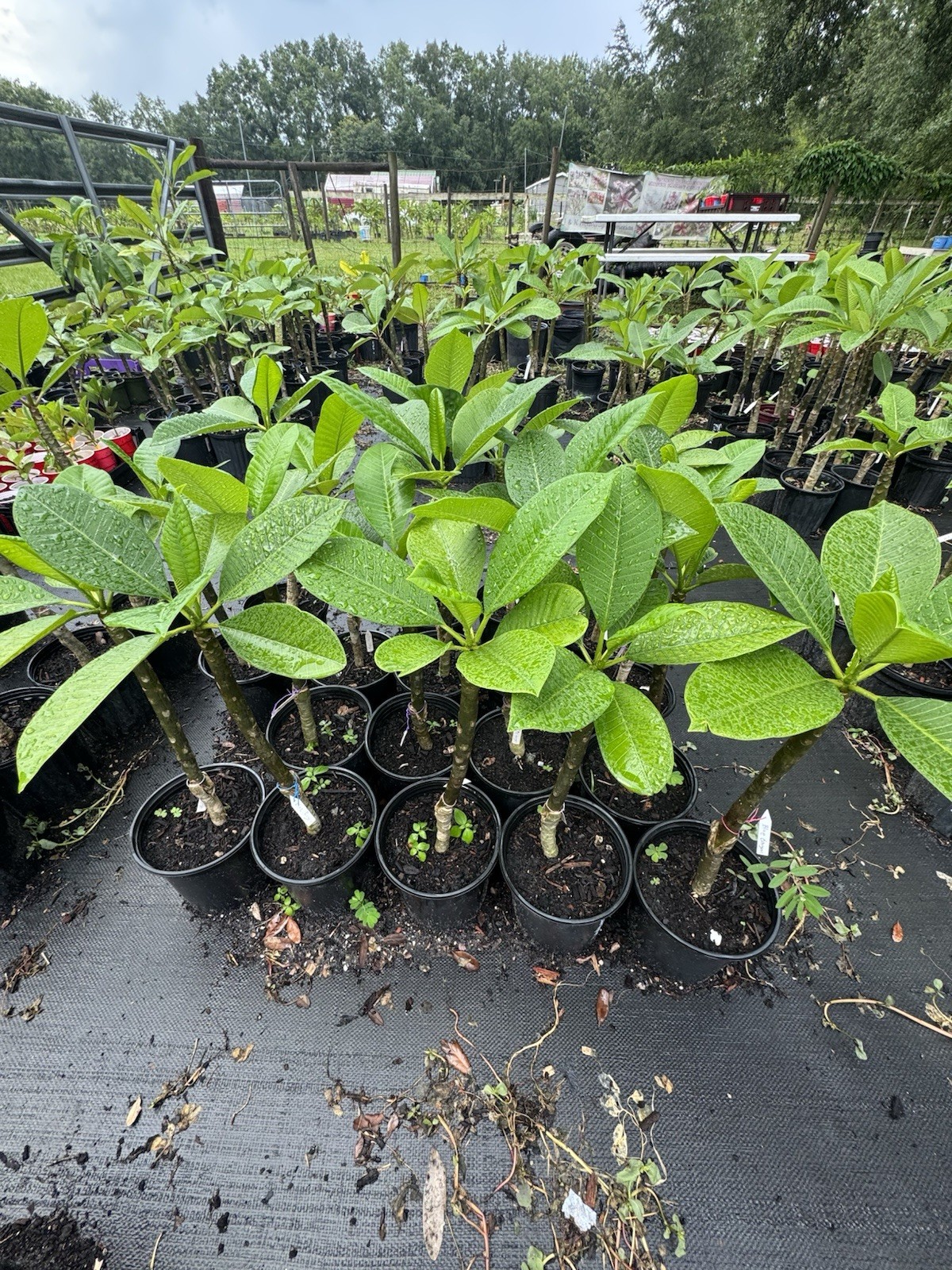 Blue Canyon Plumeria GRAFTED WITH ROOTS EXOTIC RARE AND SMELLL SWEET!!