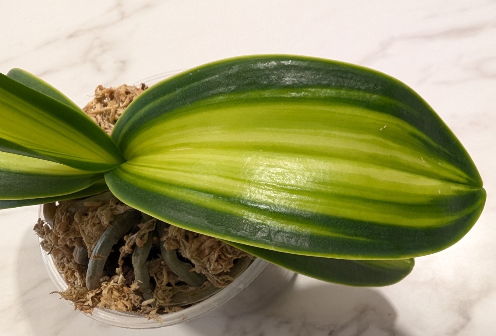 Phalaenopsis Amabilis var. formosanum “Watermelon Variegata”, EXACT plant,4″ pot