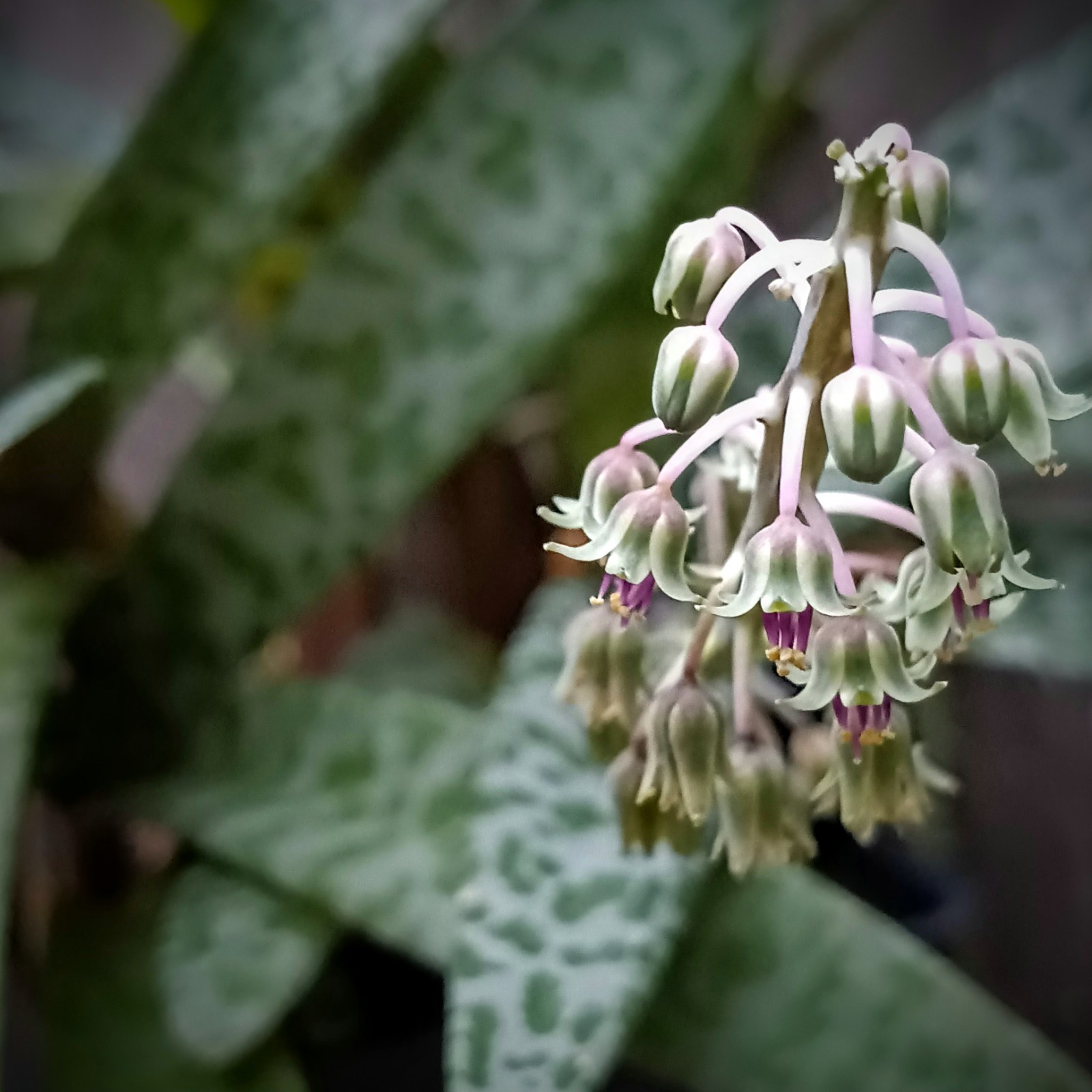 Silver Squill Bulblets