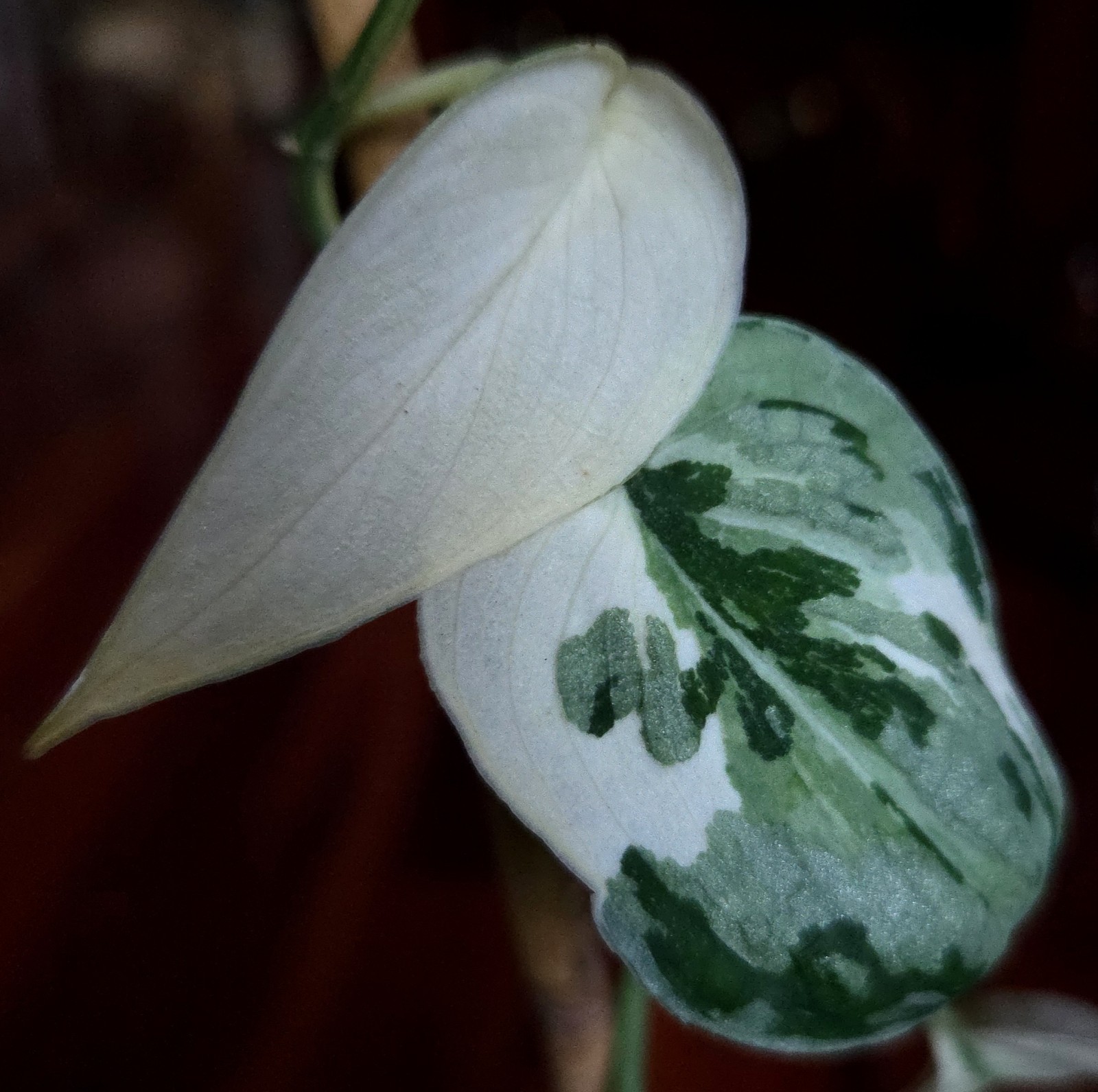 Rare Scindapsus Mayari Albo 18″ Tall not Aroid Monstera Philodendron Anthurium