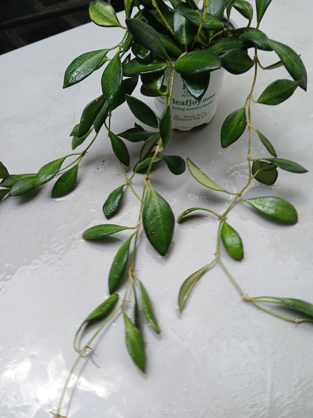 #124- HOYA BURTONIAE VARIEGATED LIVE PLANTS, FULL POT PLANTS,