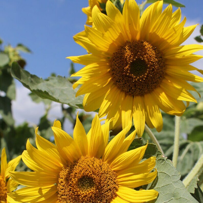 Helianthus Annuus American Wild Child Multi-Branch 4-6 inch SunFlowers~20 Seeds