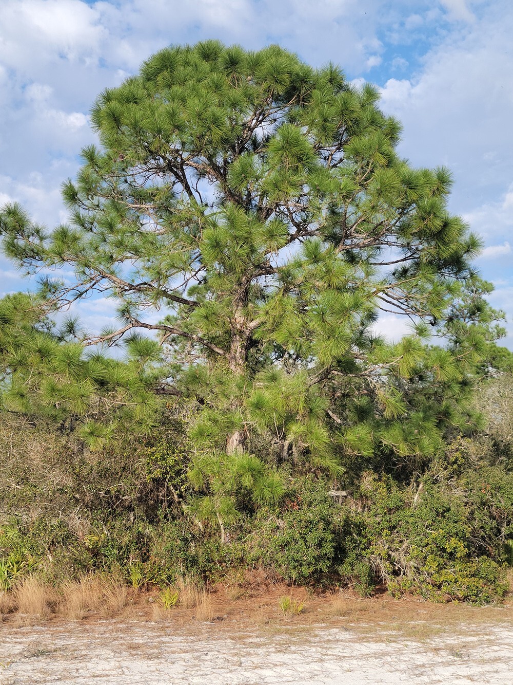 Slash Pine Tree | Premium Seeds | Pinus elliottii | Plants’®