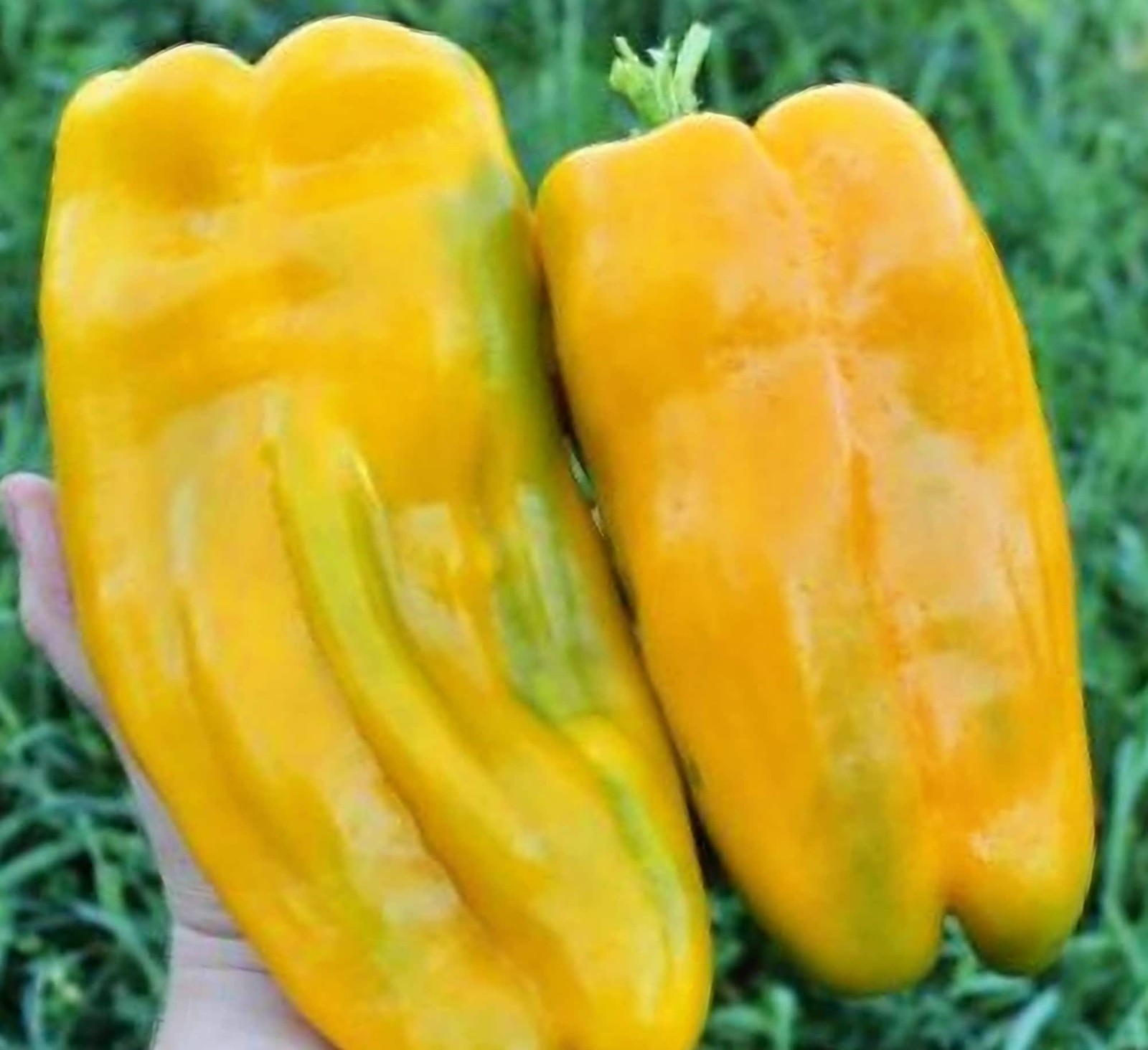 Yellow Monster, Sweet Bell Pepper