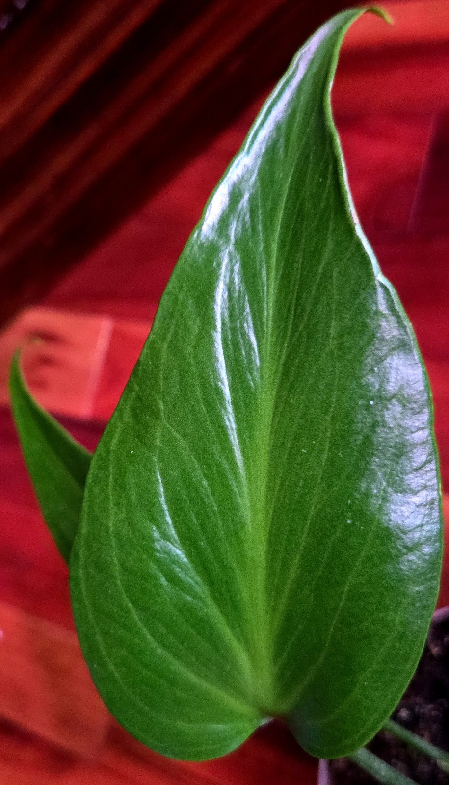 Rare XL Monstera Burle Marx Flame 25″ Tall Aroid Not Philodendron Anthurium