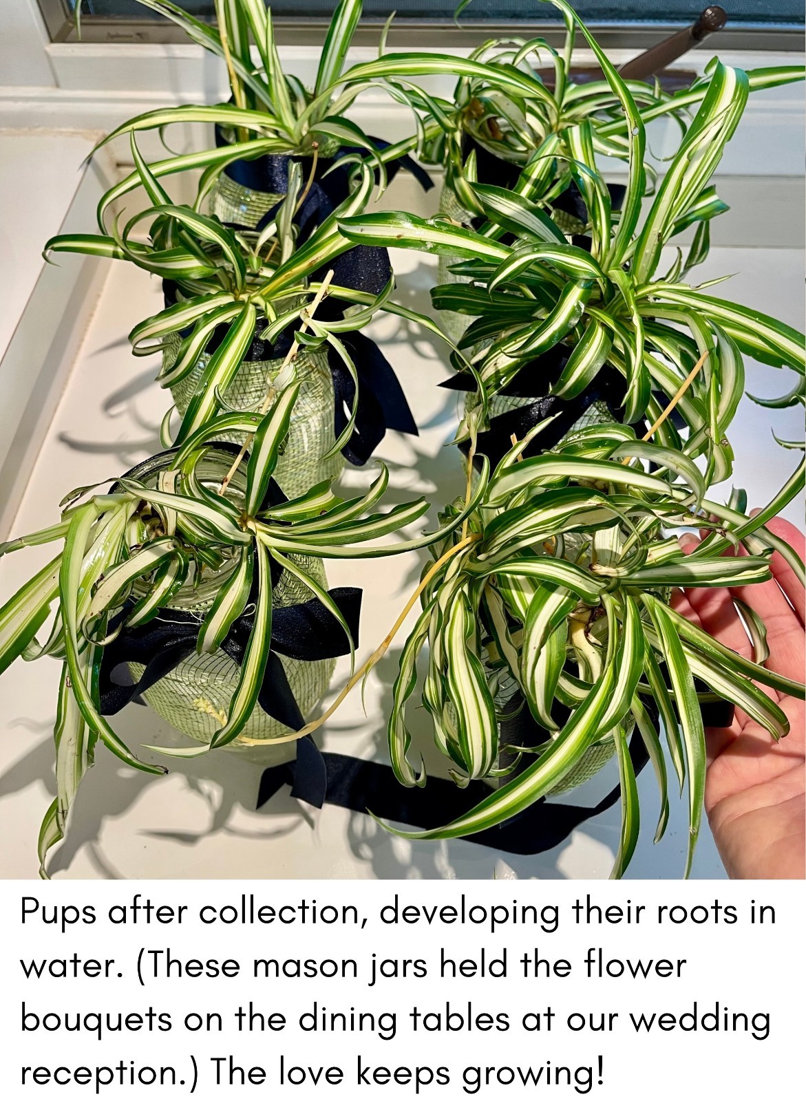 6+ Spider Plant Pups — Beginner Friendly Fast Growing Houseplant — FREE SHIPPING