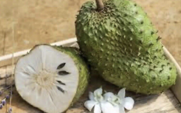 4”- 9” Annona Muricata Graviola Soursop Guanabana Potted Starter PLANT Tropical