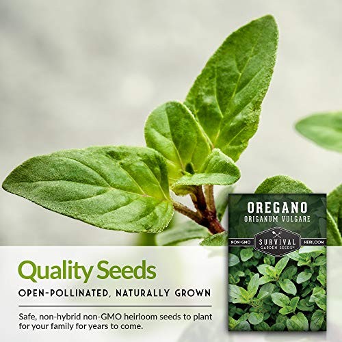 Oregano Seeds for Planting – Origanum Vulgare Culinary Herb for Italian 1