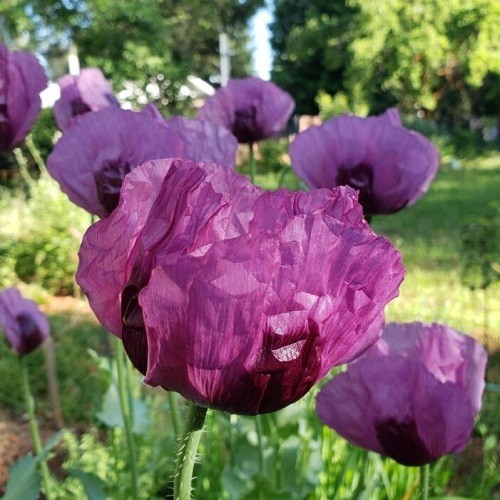 Heirloom Hungarian Blue Breadseed Poppy Seeds | Stratified Papavaer somniferum