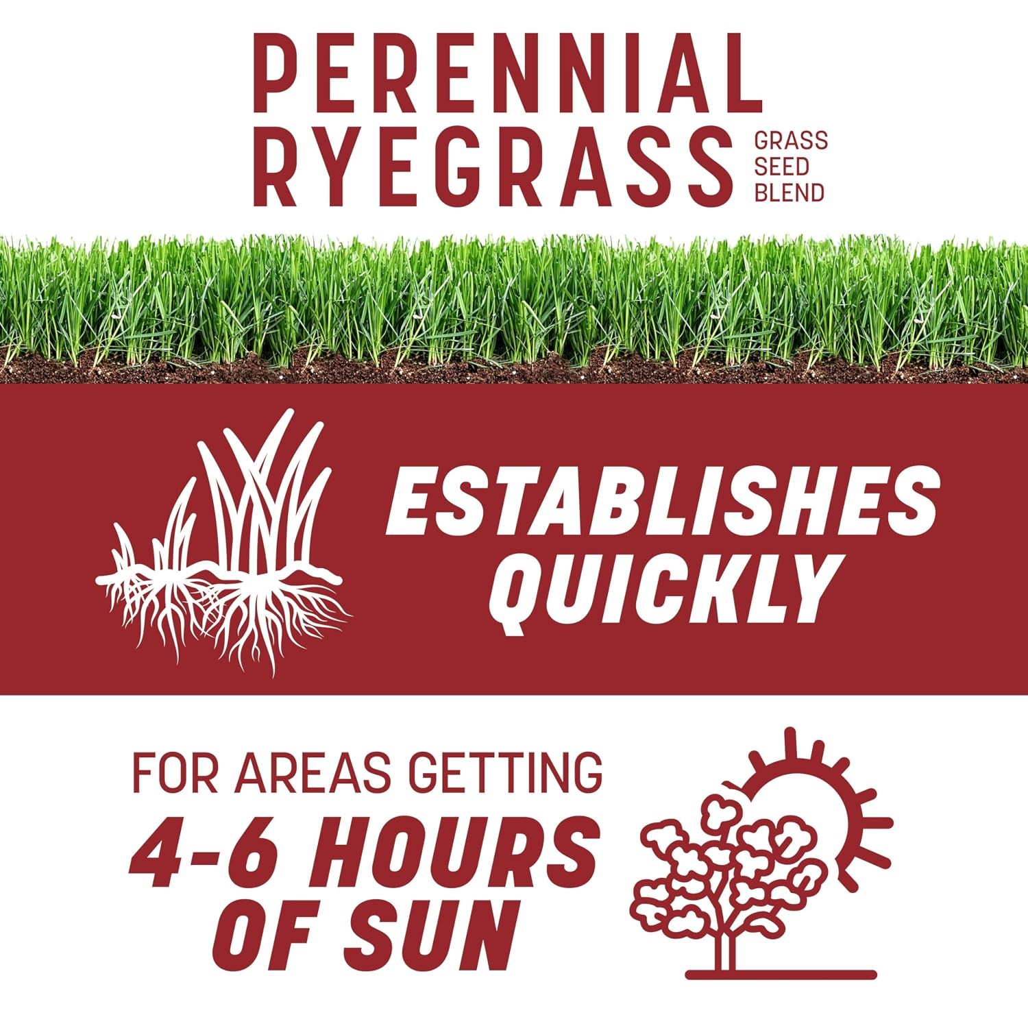 Pennington Smart Seed Perennial Rye 3 Lb Perennial Ryegrass Grass Seed Lawn