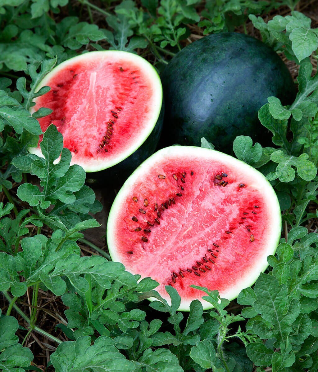 50 Organic Non-GMO Sugar Baby Watermelon Seeds- Seeds Of Tomorrow
