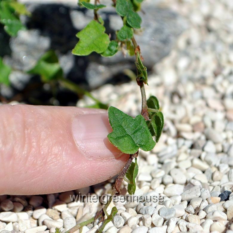 Ficus pumila, Quercifolia minima, Tiny Oak Leaf Fig